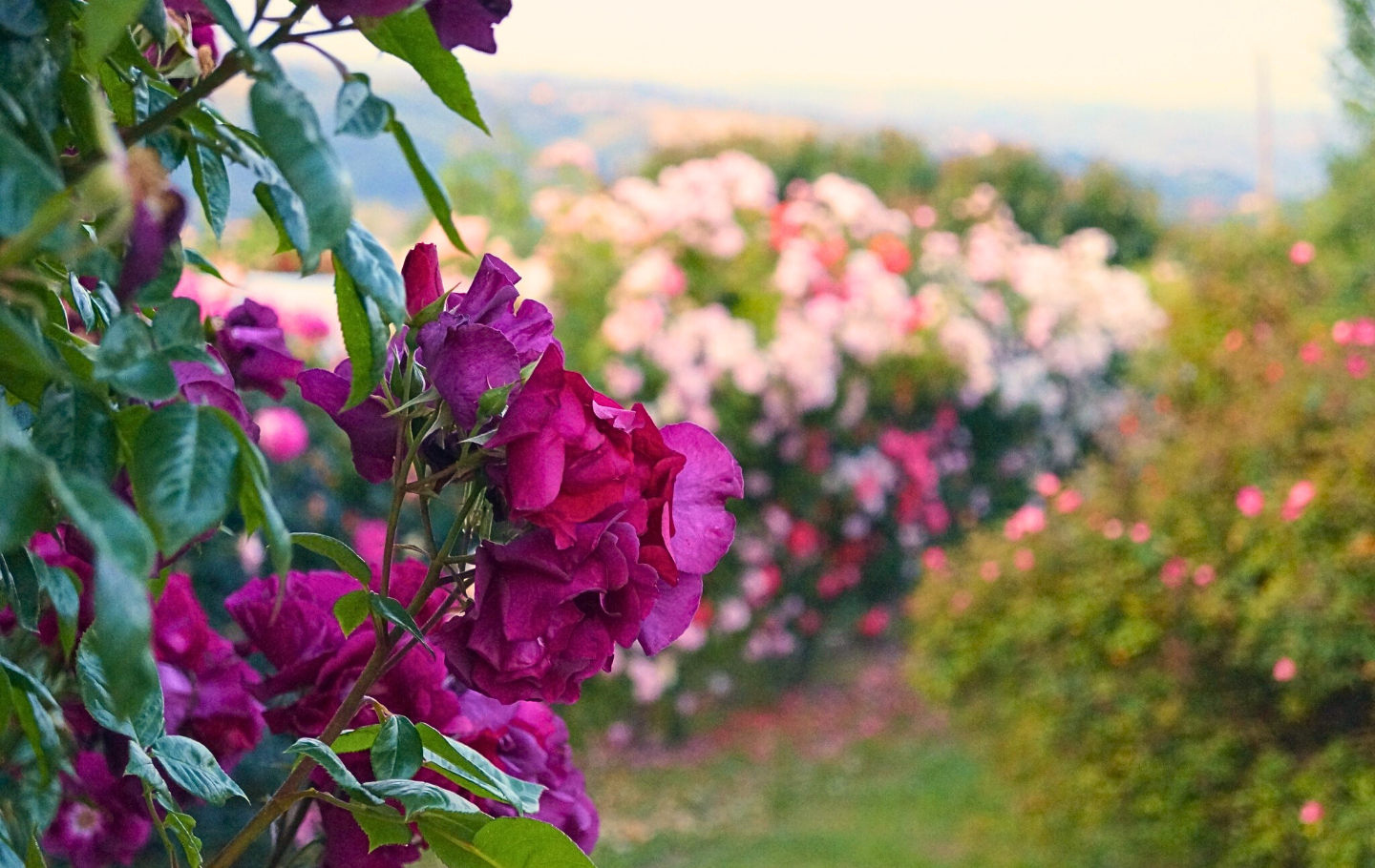Ein Rosengarten in San Marino